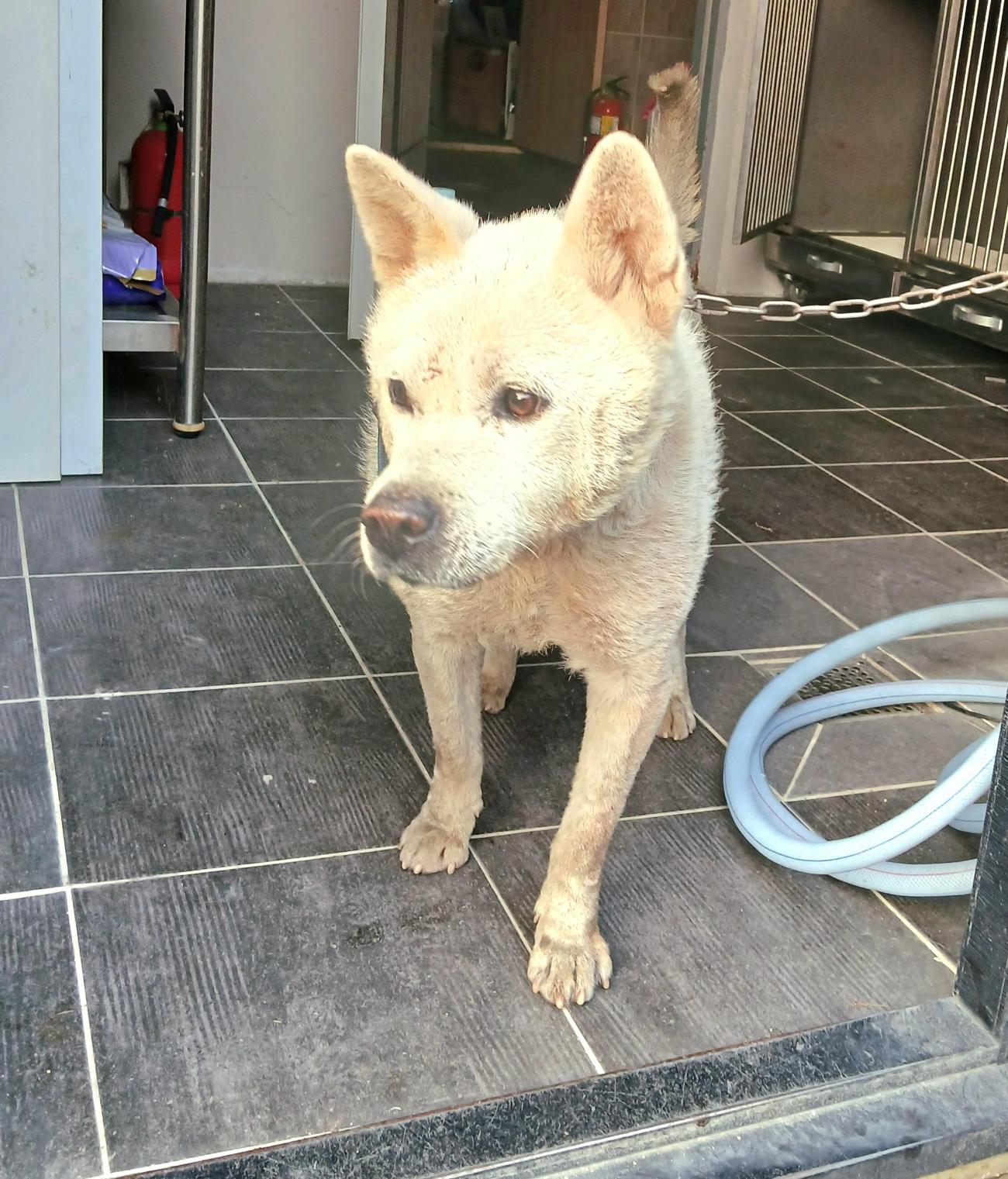 보호중 믹스견의 가…